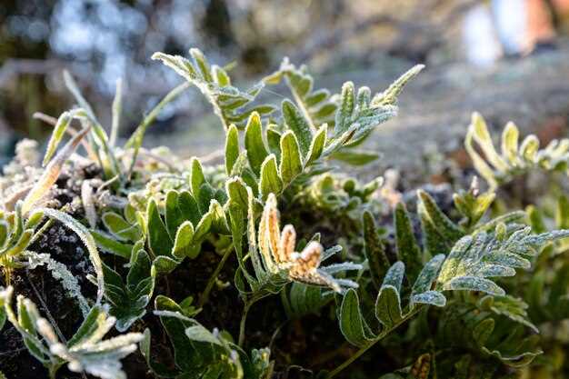 Как выращивать декоративные растения в Сибири