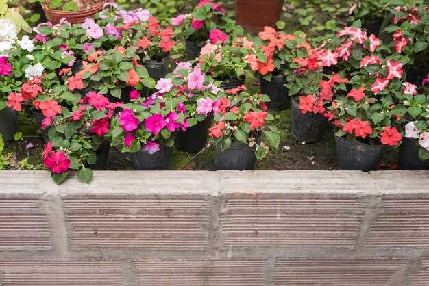 Ломонос короткохвостый Clematis brevicaudata