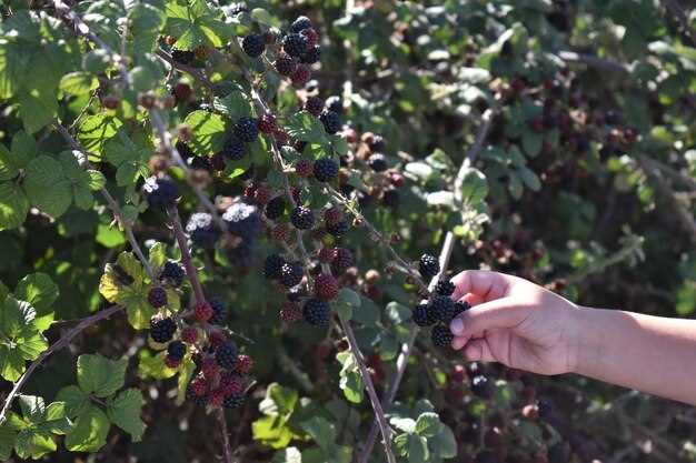 Борьба с насекомым биологическими средствами