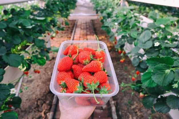 Полив клубники марганцовкой золой антисептиками