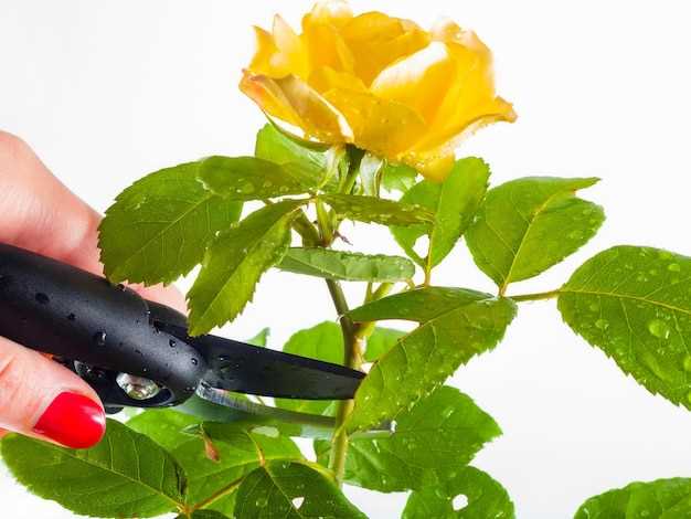 Шаг 6: Подготовка лунки