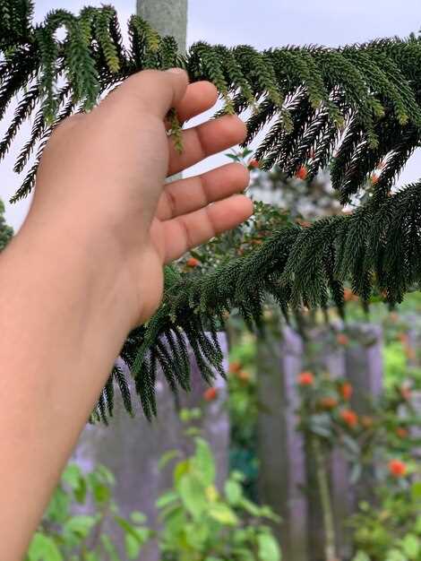 Как извлечь семена из шишек