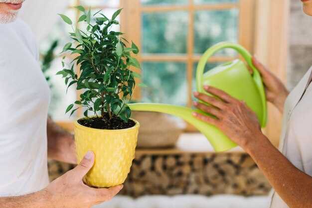 Как понять что пора пересадить бегонию
