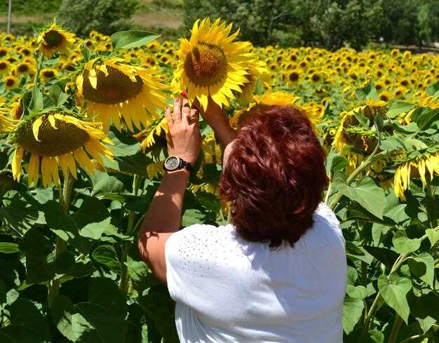 Сроки посадки подсолнуха рассадой в почву весной