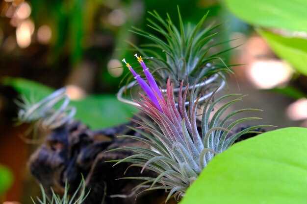 2. Бромелии (Bromeliaceae)