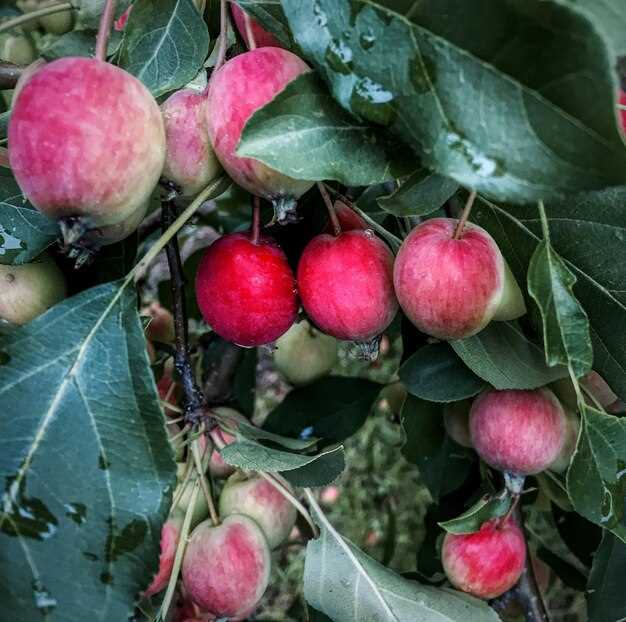 Сорт яблок Жигулевское описание
